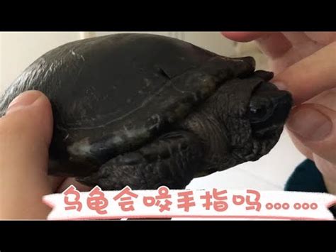 烏龜是冷血動物嗎